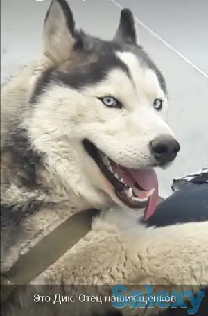 Продается щенок сибирской хаски (девочка) голубоглазая, окрас- соболинный, фотография 4