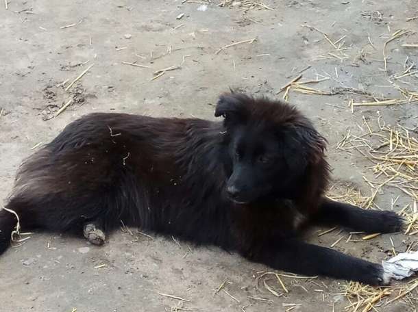 Собаки из приюта  свет надежды, фотография 9