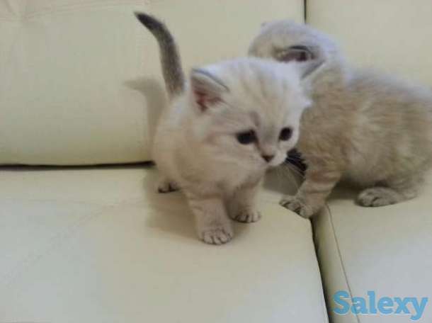 Шотландка голубоглазая)), фотография 1