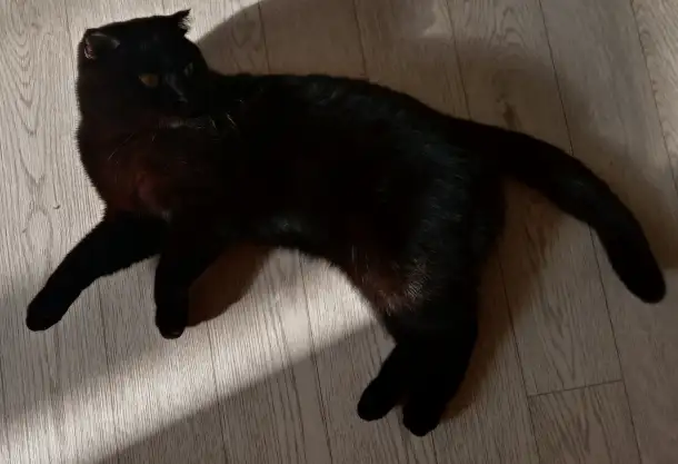 Отдадим шотландскую вислоухою кошку бесплатно, фотография 9