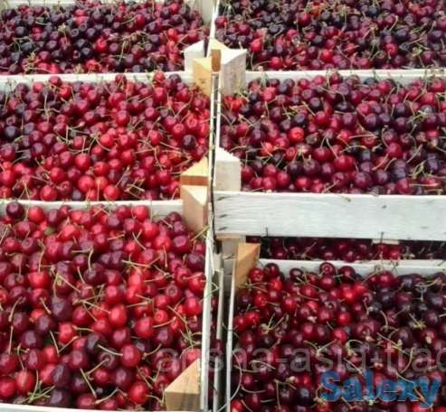 Черешня колированная (ягода)., фотография 1