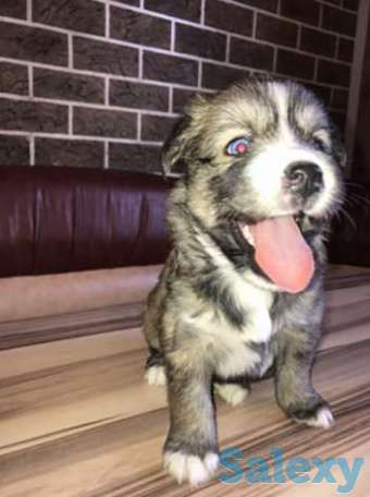 Продаются щенки хаски, фотография 1