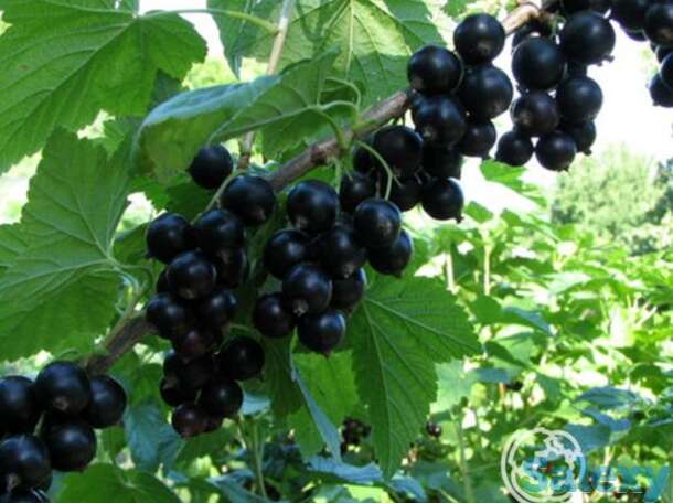 Смородина Лентяй черная, фотография 1