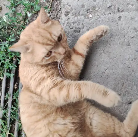 кот-потеряшка в  добрые  руки, фотография 4