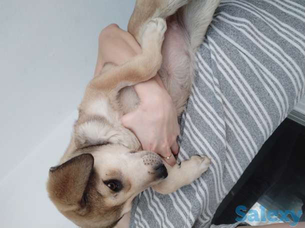 Отдам щенка, фотография 2