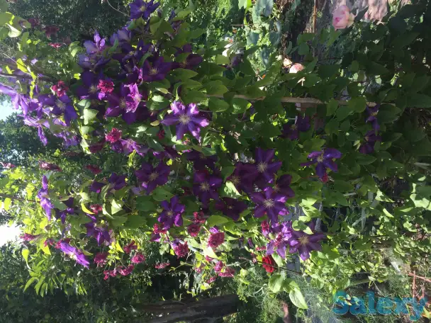 клематисы - цветущая лиана, фотография 3