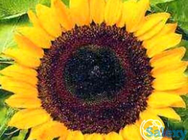 Семена Подсолнечник Солнечный круг 10 г, фотография 1