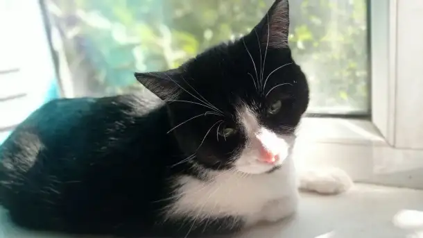 Кошечка в дар, фотография 2