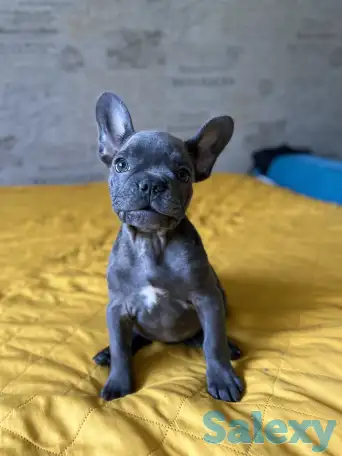 Щенок Французского бульдога, фотография 1