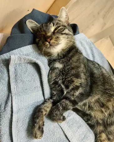 Отдам кошку Дымку Астана, фотография 5