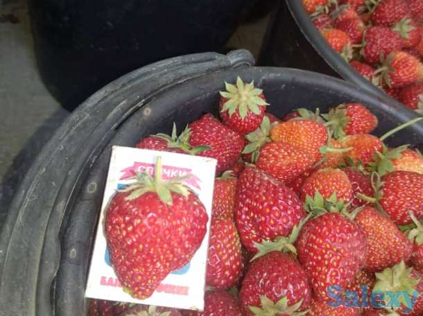Свежая клубника оптом, фотография 5