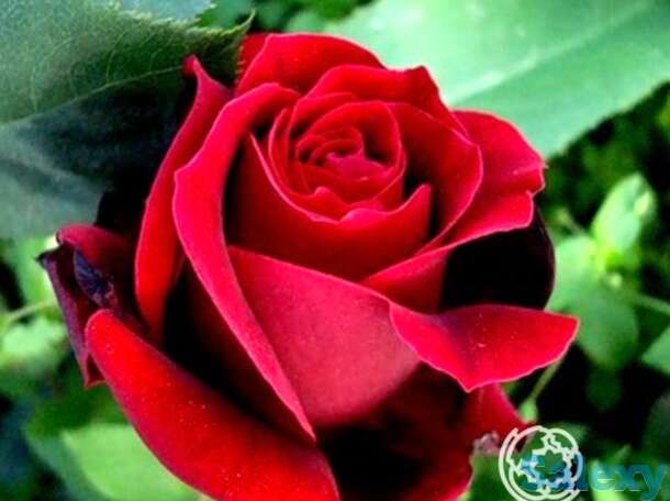 Роза Норита чайно-гибридная, фотография 1