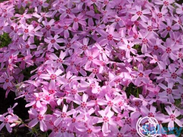 Флокс шиловидный Марджори, фотография 1