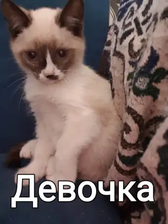 Кошки, фотография 5