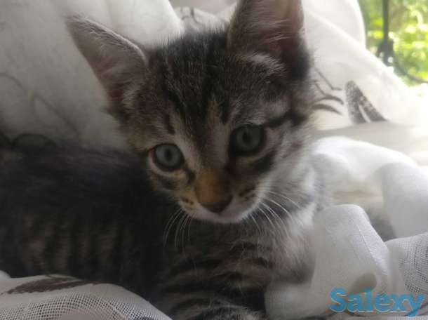 Отдам котят в заботливые руки, фотография 2