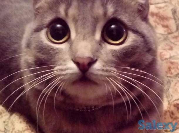 Отдам кошечку, фотография 2