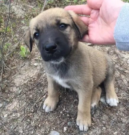 Красивые щенки ищут любящих хозяев, фотография 1