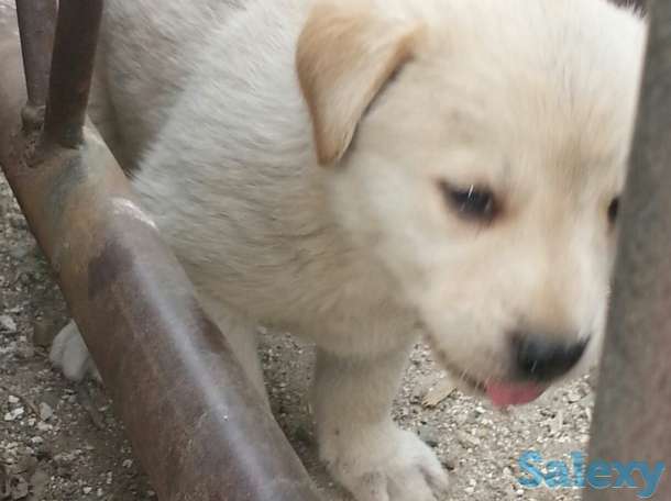 Щенки сторожевые., фотография 3