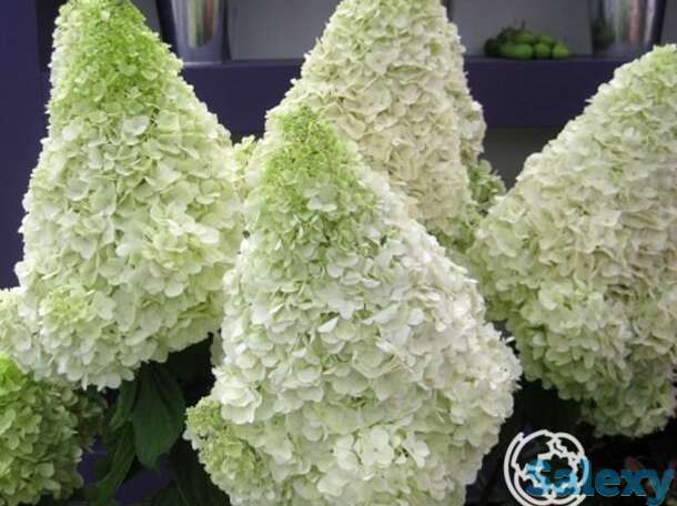 Гортензия полар беар, фотография 1