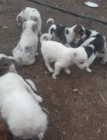 Продается ПАРОДИСТЫЕ щенки! Срочно, фотография 3