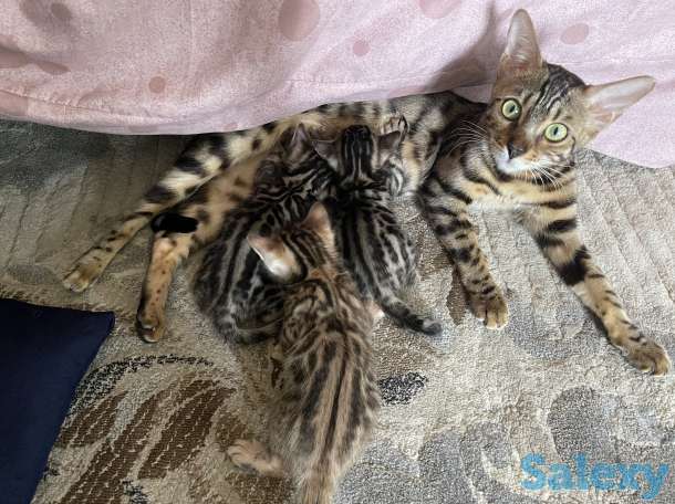Бенгальские котята, фотография 2