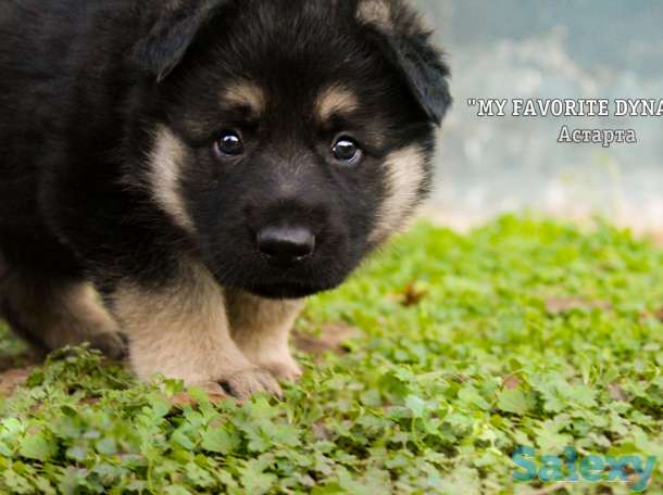 Щенки Восточноевропейской овчарки, фотография 4