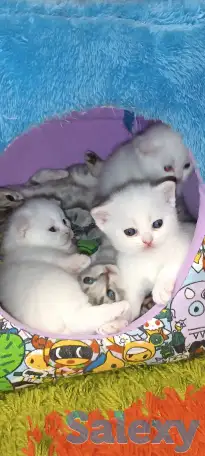 Продаются котята, фотография 2