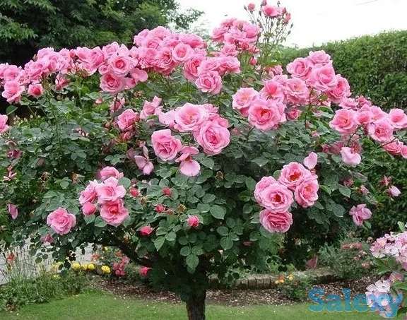 Саженцы роз ( штамбовые). Сербия, фотография 2