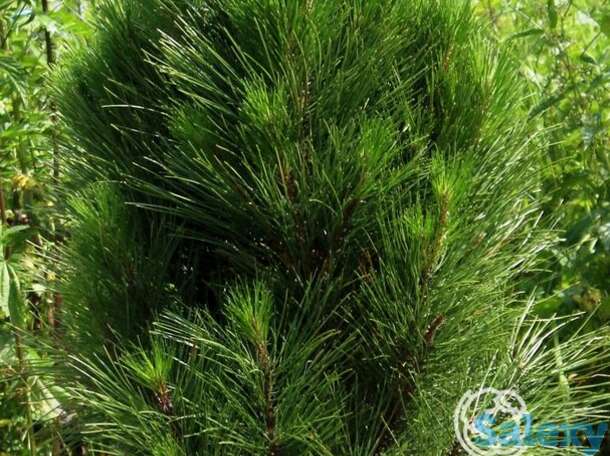 Сосна черная грин рокет, фотография 1