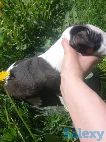 Миниатюрный бультерьер, фотография 8