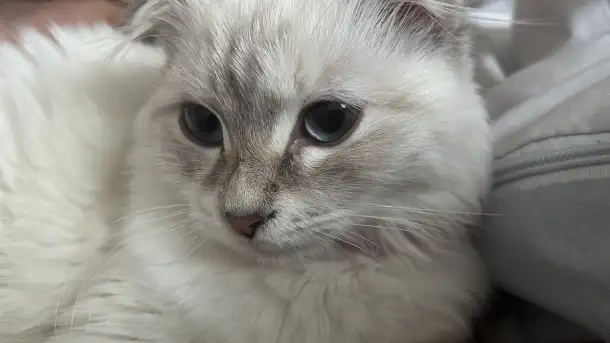 Продаю Кошку 5-6 месячную в добрые руки, фотография 1