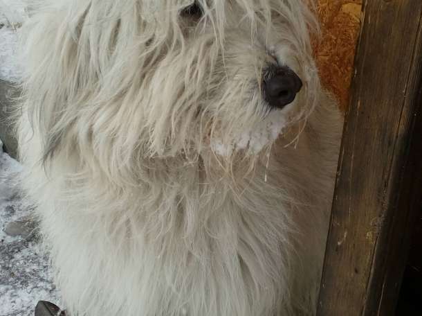 Продам щенков южнорусской овчарки, фотография 2