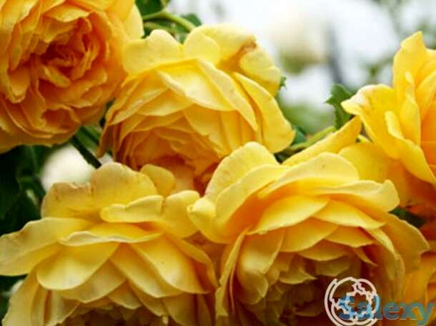 Роза чарльз дарвин, д.остин кустарниковая, фотография 1