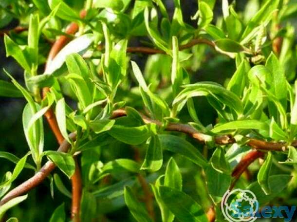 Ива эритрофлексуоза, фотография 1