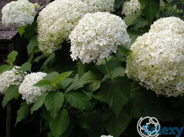 Гортензия баунти, фотография 1