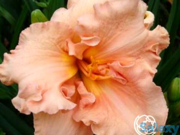 Лилейник Элизабет Солтер, фотография 1