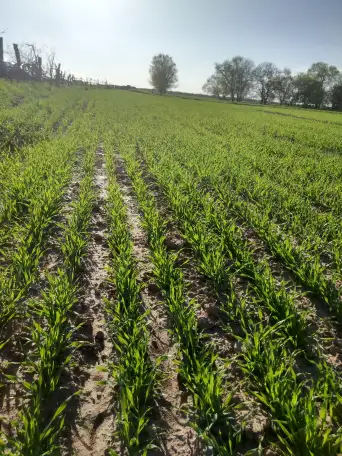 Продаю Ячмень Сорт Атлин Канадский В Меркенском районе, фотография 7