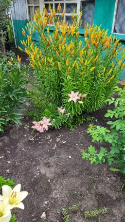 Продам дачу. Садоводческое товарищество Борки, фотография 3