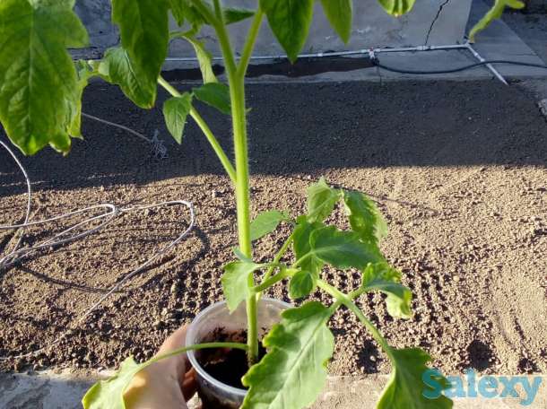 Рассада томатов, самые вкусные сорта, фотография 1