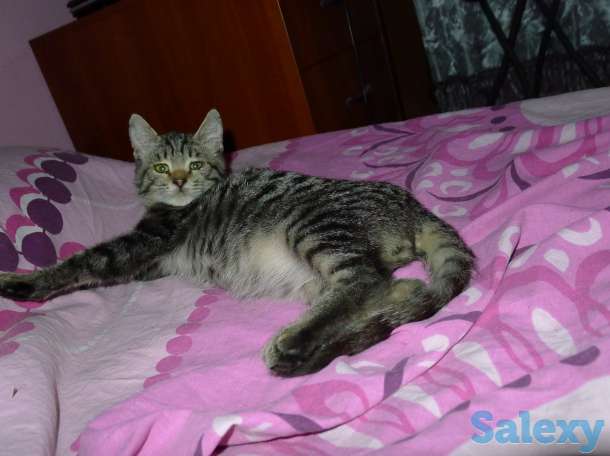 Отдам в добрые руки 2,5 месячного серого тигрового котёнка, девочку., фотография 11