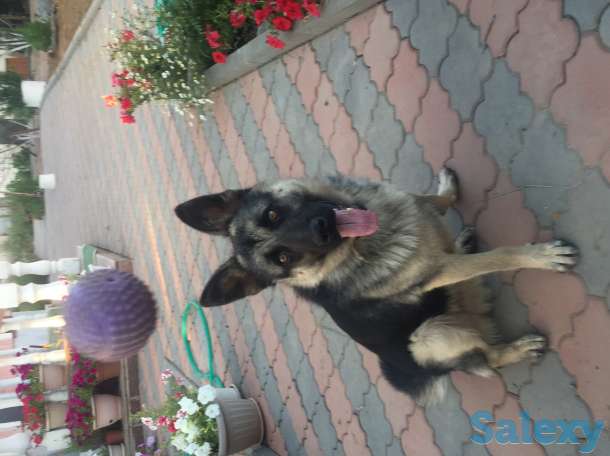 Пропала собака!!!, фотография 1