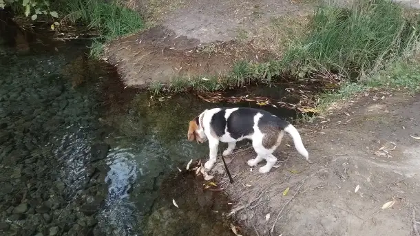 Бигль девочка 7,5 месяцев, фотография 4