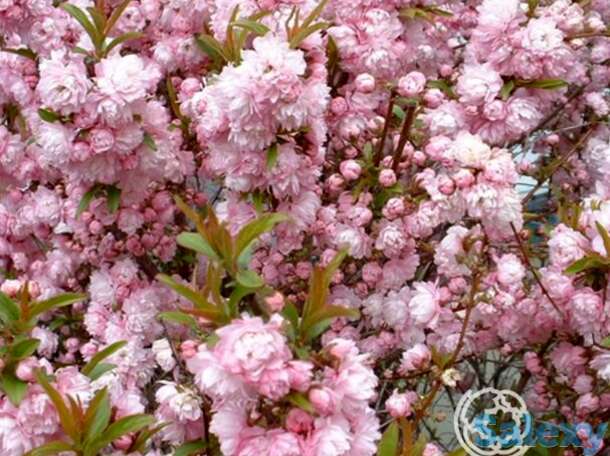 Дейция розеа плена, фотография 1