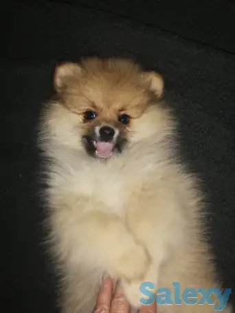 Щенки немецкого шпица, фотография 3