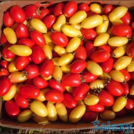 Рассада томатов, фотография 5