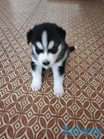 Хаски щенки продам, фотография 2