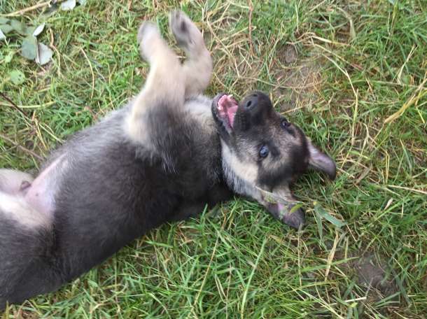 Продам щенков Восточно-Европейской овчарки, фотография 5