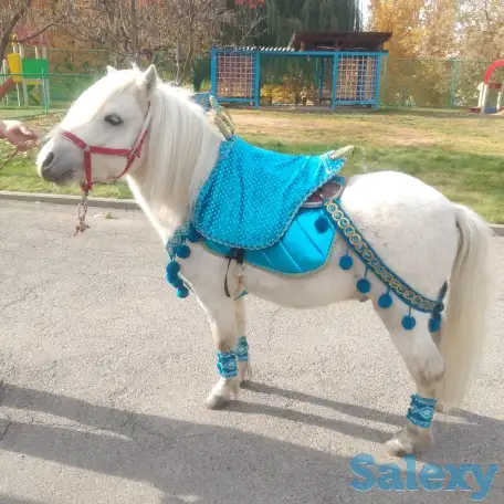 продам коня и пони, жеребят, фотография 1