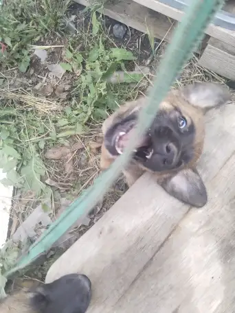 Щенки бельгийской овчарки, фотография 6