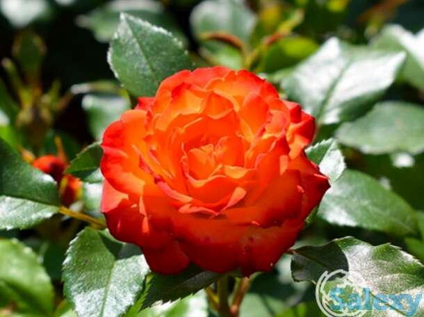 Роза санмейд миниатюрная, топалович, фотография 1